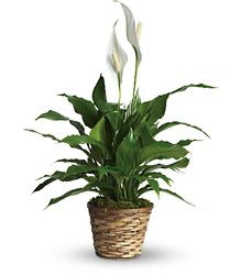 Simply Elegant Spathiphyllum - Peace Lily 6"  